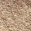 Basmati  PR126 Paddy Seeds