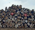 156 pcs ghana teak wood round logs