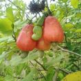 Ghana origin  raw cashew nuts