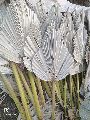 Dry palm leaf