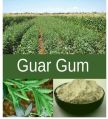 Natural natural Seeds guar gum