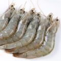 Headless Skinless vannamei shrimp