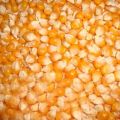 Organic yellow maize seeds