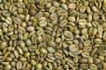 Green Arabica Coffee Beans