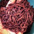 Red live earthworms