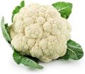 Oval White fresh cauliflower