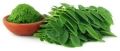 Green Natural Moringa Leaf Powder