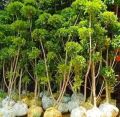 Green Ratusa Tapori Plant