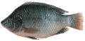 Tilapia Fish