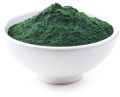 Green dried spirulina powder