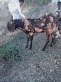 Brown 25-40 Kg 20-30 Kg Live Sirohi Goat