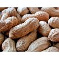 PG-1 Organic Raw Peanut