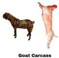 halal goat meat