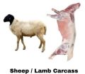 sheep meat