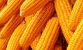 OABA yellow maize seeds