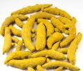 Dried Turmeric Finger