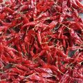 Resham Patti Dry Red Chilli