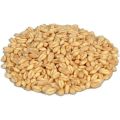 Lokman Wheat Seeds