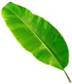 Natural a grade green banana leaves