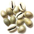 Natural White Cowrie Shells