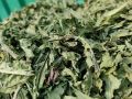 Green Dandelion Leaves Dried Herb