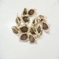 Dried Moringa Seed