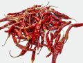 dry red chilli--Teja