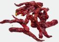 stemless red chilli-Syngenta 2043