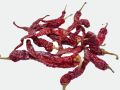 Red Dry chilli-Syngenta 2043.