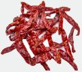 stemless red chilli-DD
