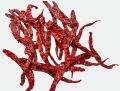 stemless red chilli-Syngenta 5531