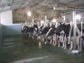 cows Sliding gates