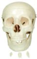 adult PVC plastic skull model