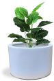 FRP White Planter - Little Lilly for Outdoor and Indoor