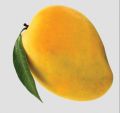 Yellow Natural fresh alphonso mango