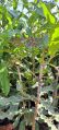 Macadamia Plants