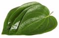Green Betel Leaf
