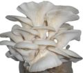 Grey oyster mushrooms