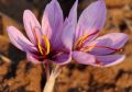 FSSI A Spice Derived From The Flower Of Crocus Sativus Organic Natural-red Pulp natural saffron