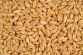 Organic fresh wheat grain