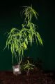 Dendrocalamus Stocksii Tissue Culture Bamboo Plant