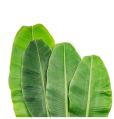 UMS banana leaf