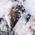 Silver frozen fish