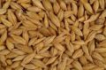 Aathorg Dried Natural barley