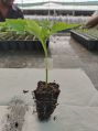 Grafted Green Chilli Plant