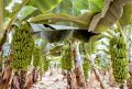 TCS-MUSA Living/ Perishable Light White New Manual 10cavities banana tissue cultured plants