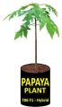 Common Green Papaya Plant