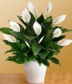 Green peace lily plants