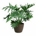 Green philodendron plant