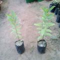 Light Green white sandalwood plant